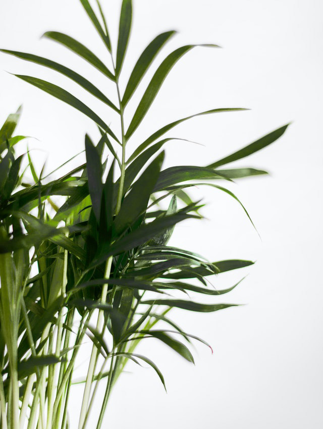 Goudpalm Areca plant